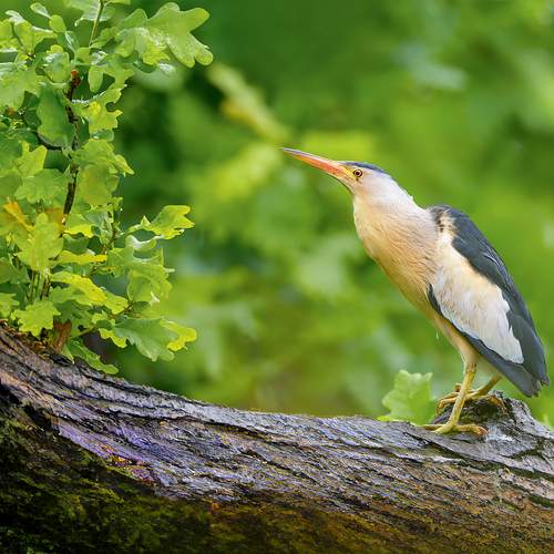 Hidden Jewel of the Wetlands