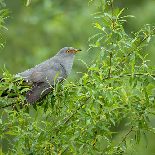 Hidden Among Spring Greenery