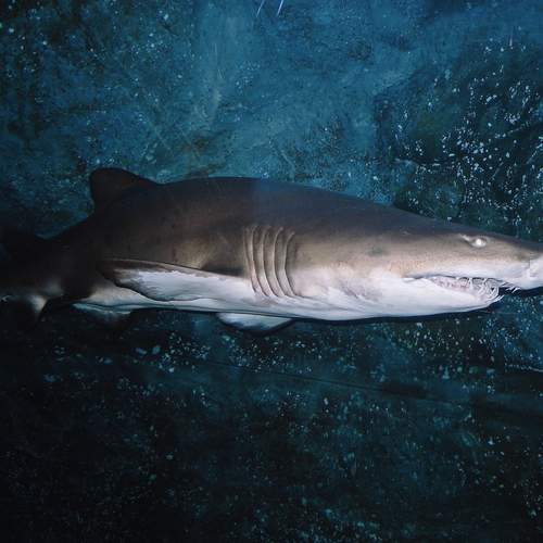 Photo #13614790