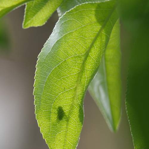 Photo #13615014
