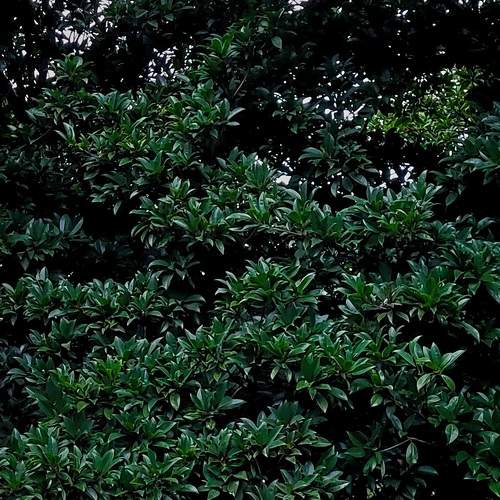 Breathing Green