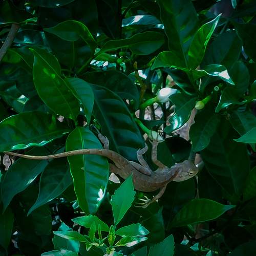 Hidden in Green