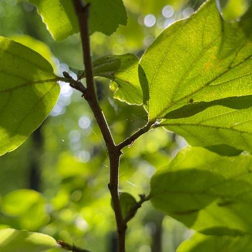 Photo #13615548