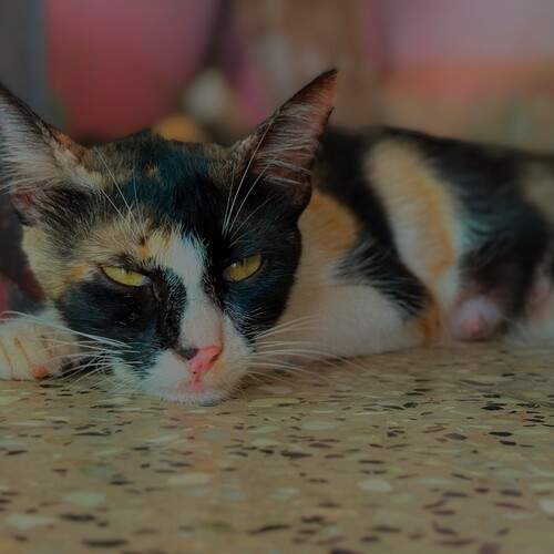 Caty eyes