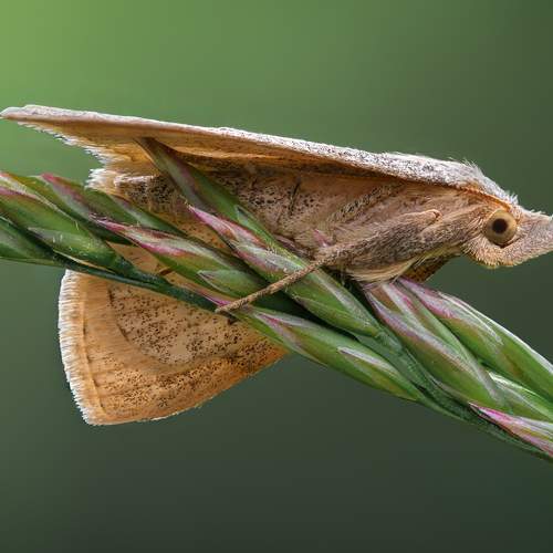 Photo #13615654