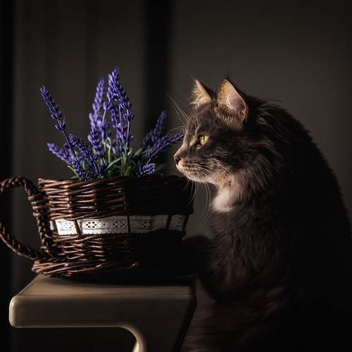 Photo #13615671