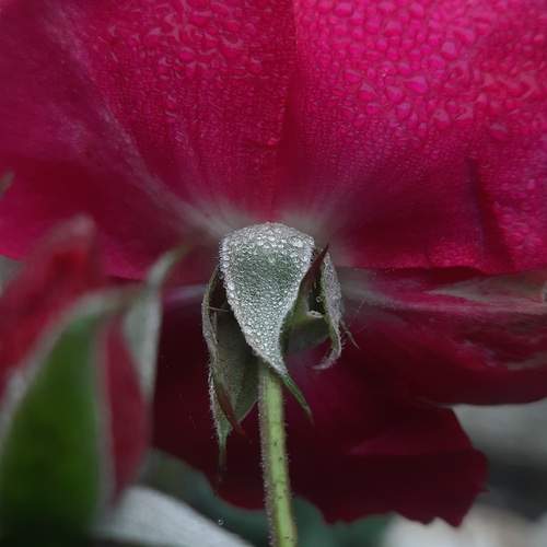 Photo #13615695
