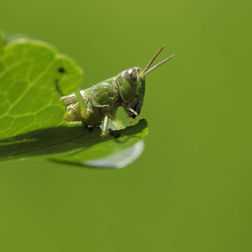 Alimento verde