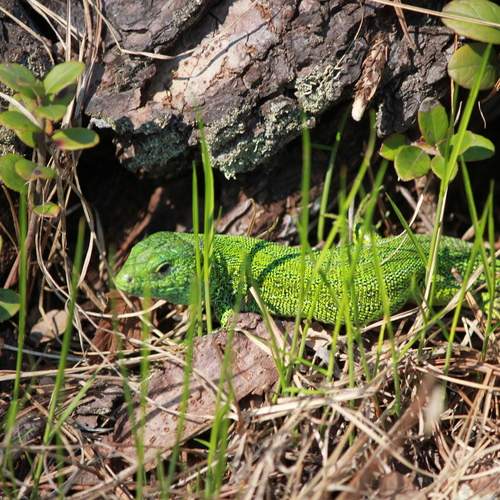 Photo #13616235