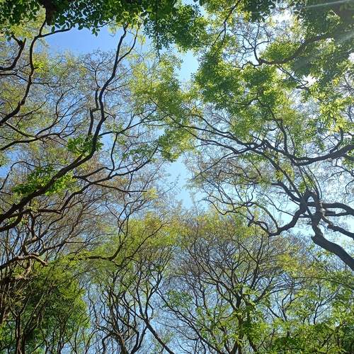 Forest Roof