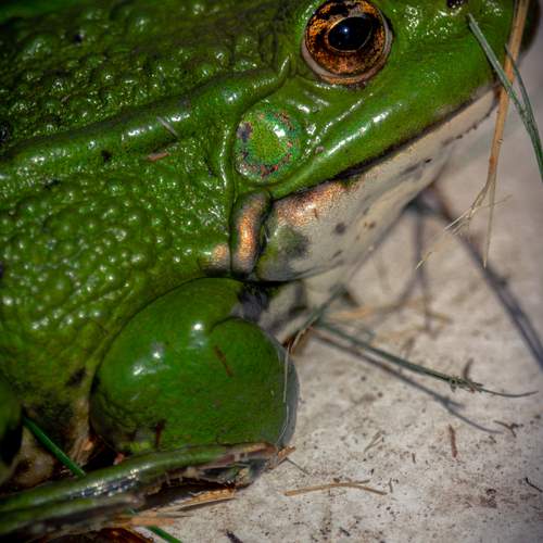 Photo #13616282