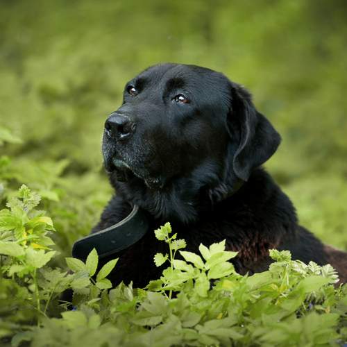 Photo #13616283