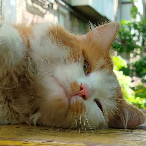 Уличный котик