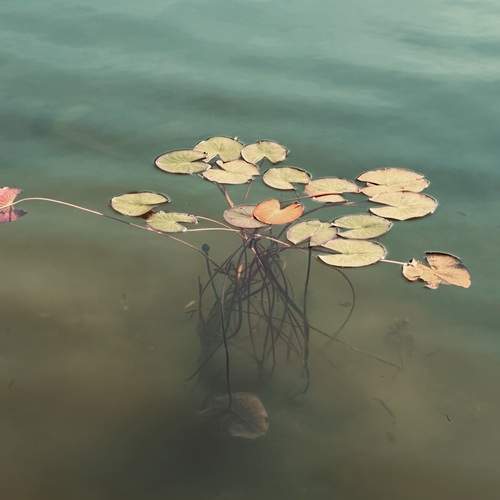 Photo #13616735
