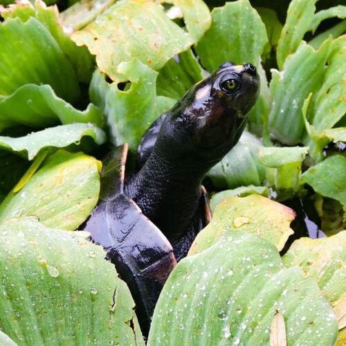 Photo #13616741