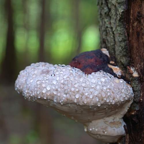 Photo #13616832