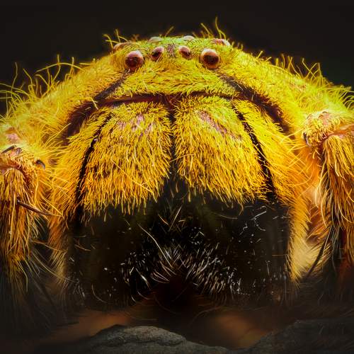 David Bowie huntsman spider for sale