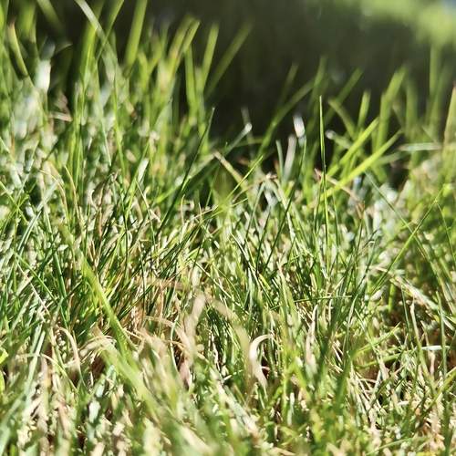 Lawn grass in sunlight