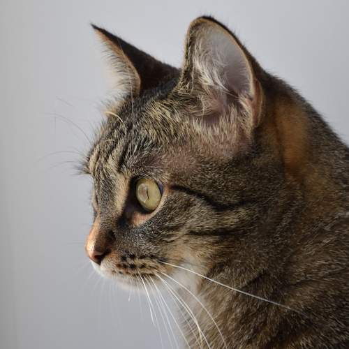 Photo #13617571