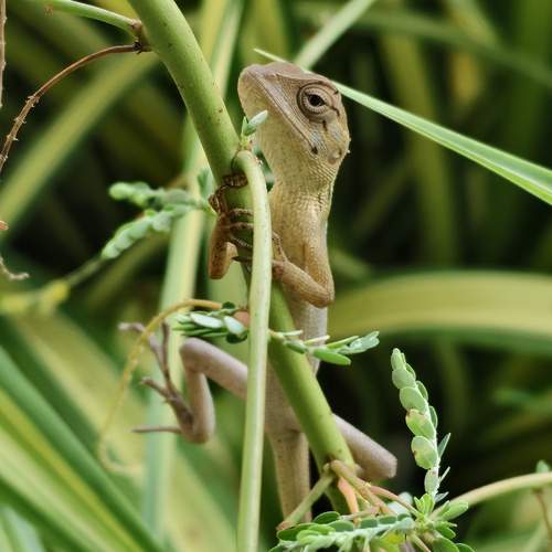 Hidden Among the Greens