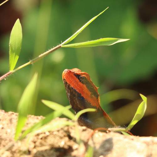 Tiny Flame in the Green