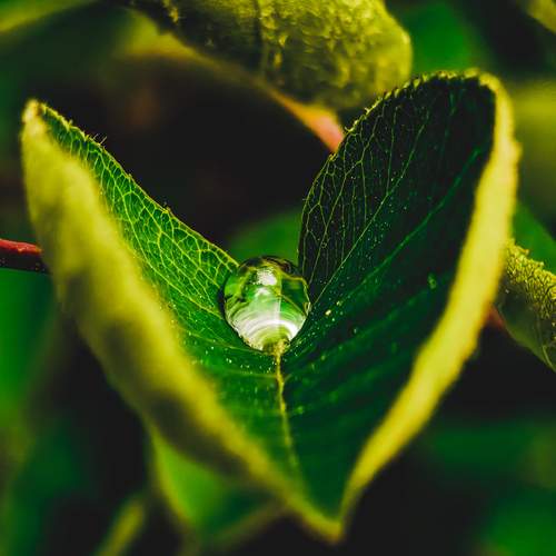 Heart of Nature