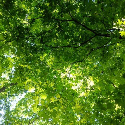 Photo #13618043