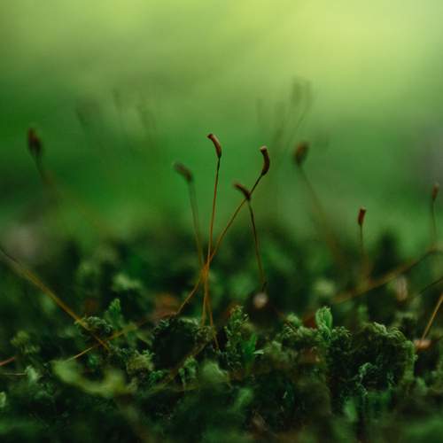Photo #13618220