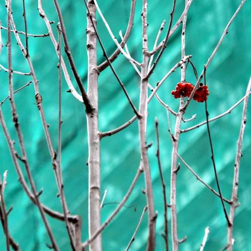 Photo #13618525
