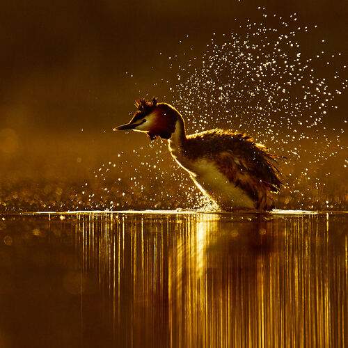 Photo #13618666