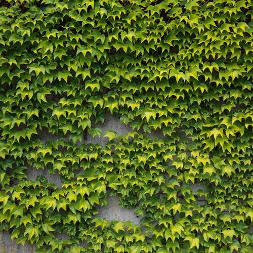 A beautiful background texture of vibrant green ivy climbing plants covering an old grey concrete wall outdoors on a sunny summer day