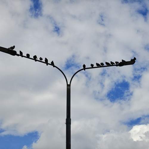 Photo #13618836