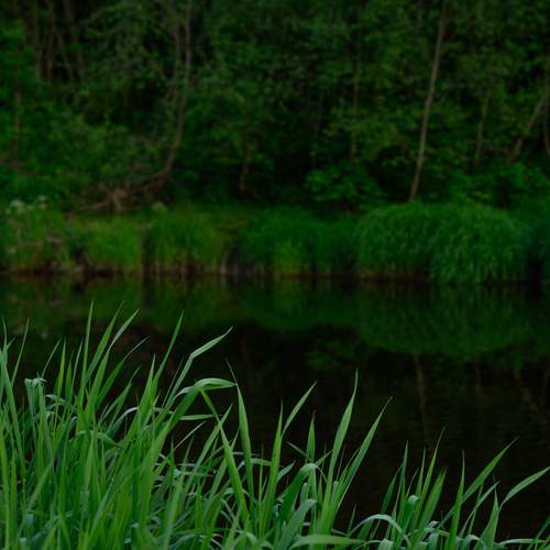 Photo #13618981