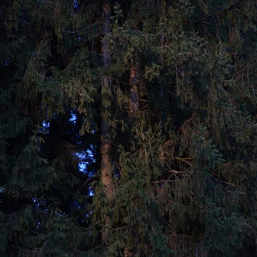 Photo #13619057