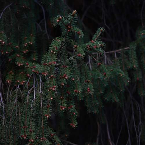 Photo #13619067