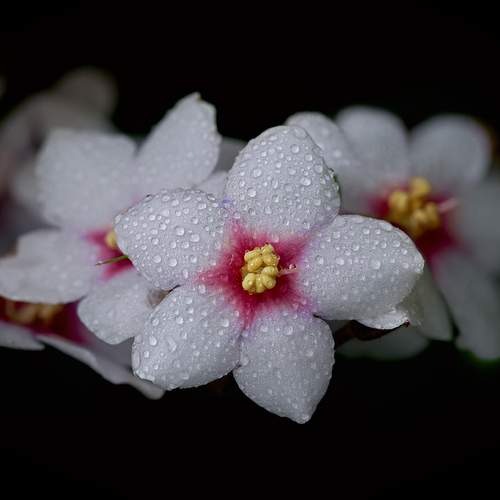 Photo #13619279