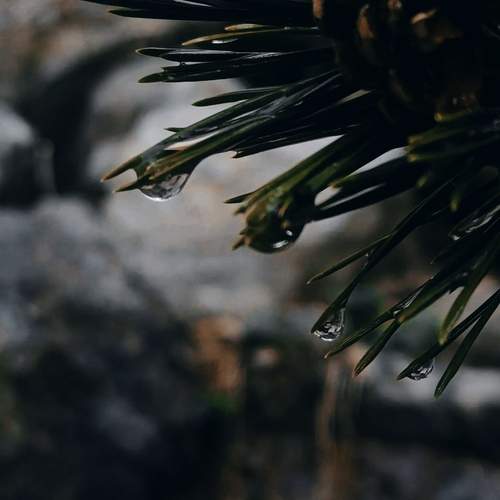 Photo #13619302