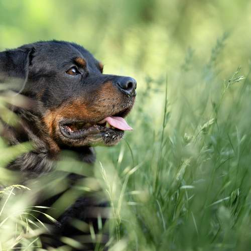 Photo #13619427