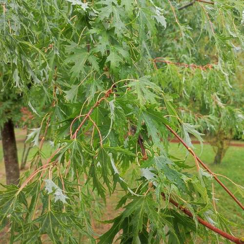 Photo #13619541