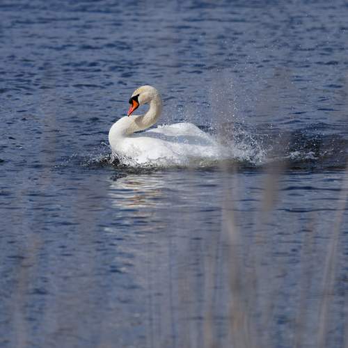 Photo #13619547