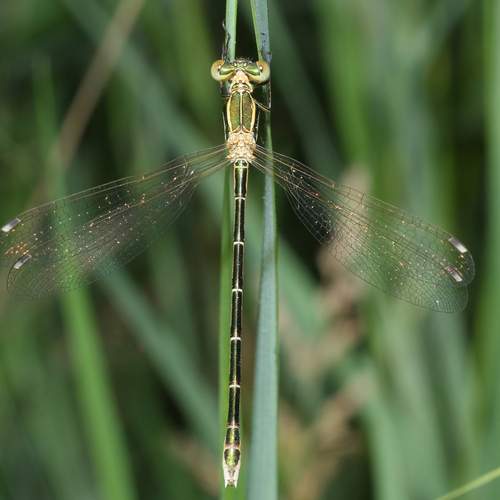 Photo #13620026