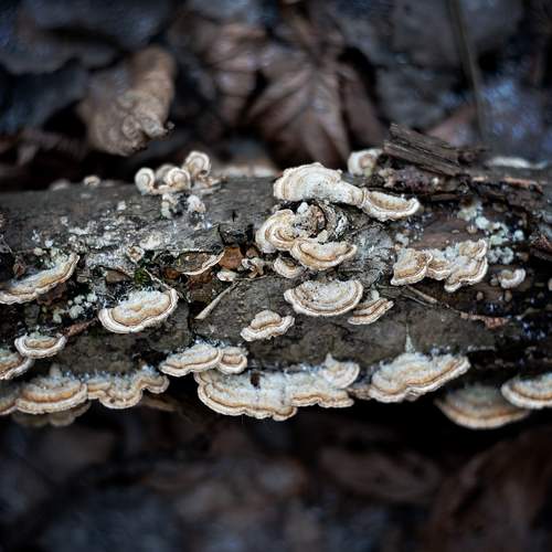 Photo #13620150