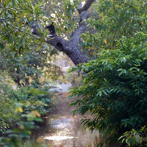 Photo #13620195