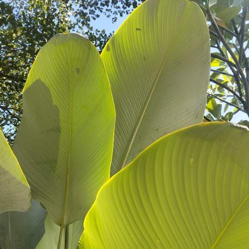 Green Leaves