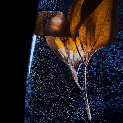 Photo #13620450