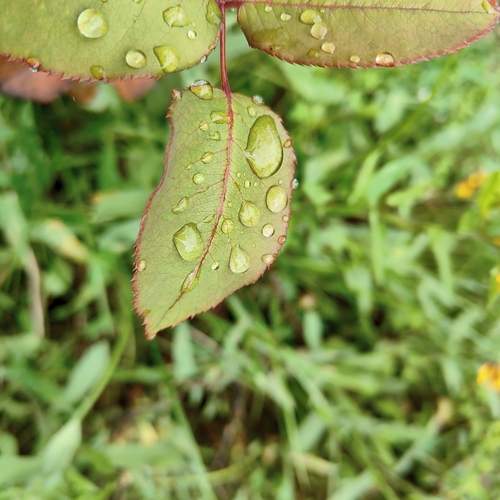 Photo #13620517