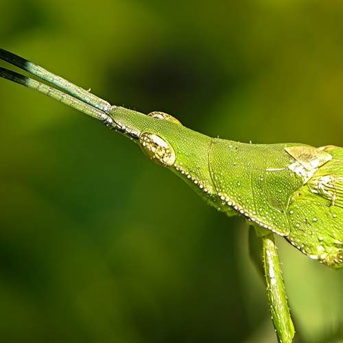 Photo #13620519