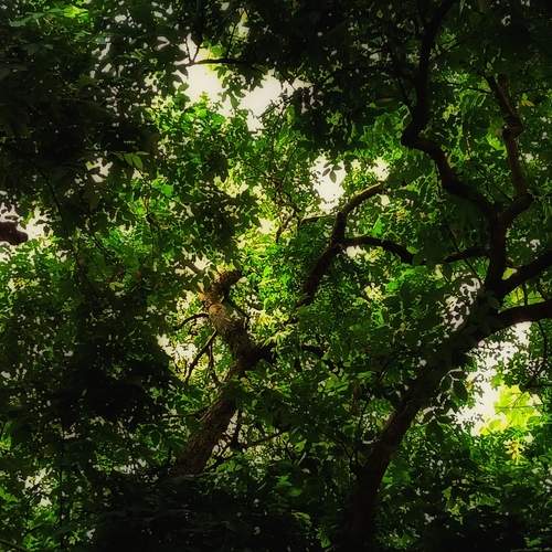 Canopy
