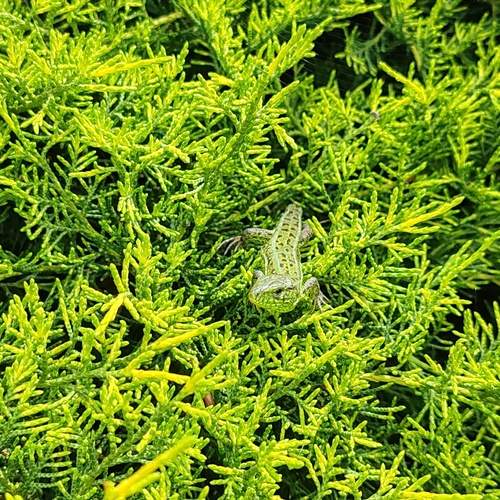 Photo #13621036