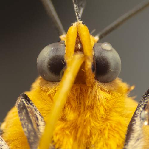 Photo #13621139